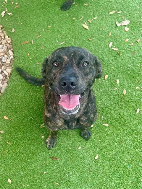 Joyce - Plott Hound