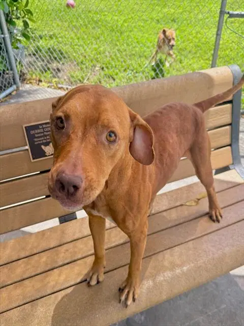 Chula - Pit Bull Terrier