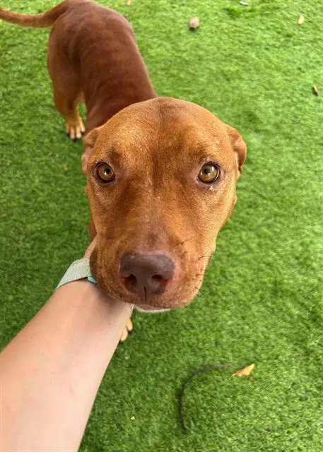 Chula - Pit Bull Terrier