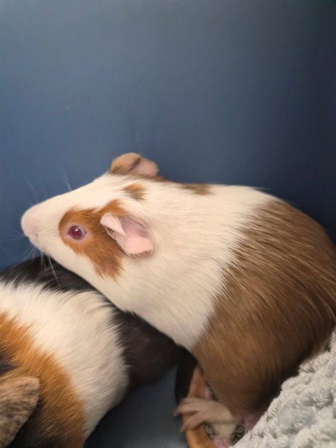 BINGO, a guinea pig for adoption from Lee County Domestic Animal Services