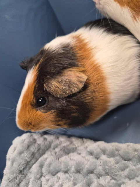 BLUEY, a guinea pig for adoption from Lee County Domestic Animal Services