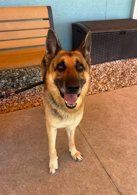 Tank - German Shepherd Dog