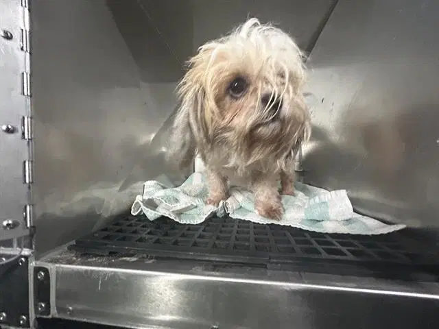 Britney - Shih Tzu