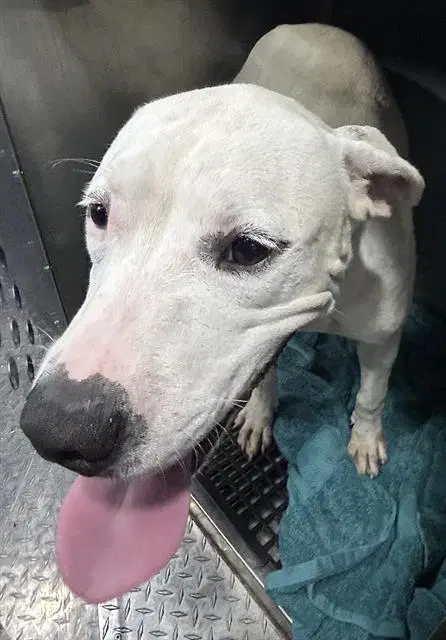 Harlie - Dogo Argentino