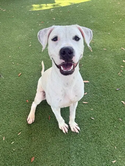 Harlie - Dogo Argentino