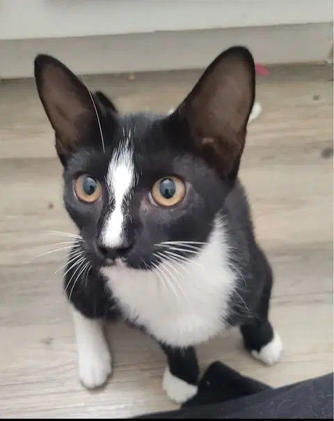 Tabitha - Domestic Short Hair
