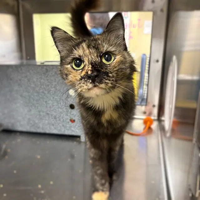 Julie - Domestic Medium Hair