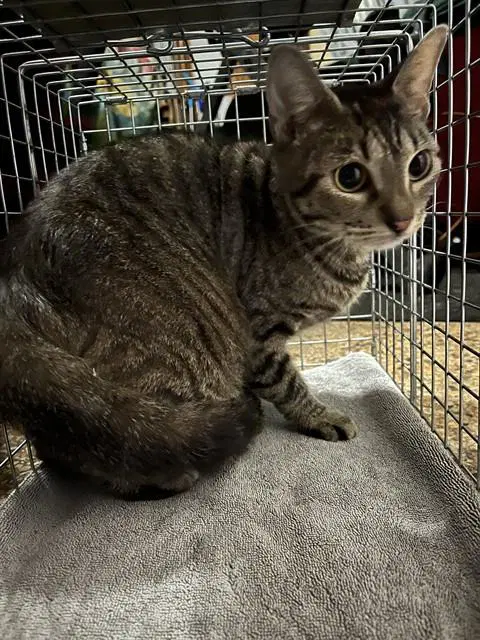Trigger - Domestic Short Hair