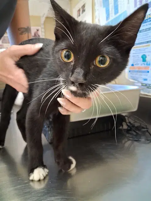 Bandit - Domestic Short Hair