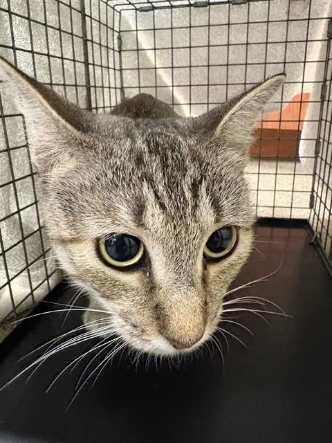 Twisler - Domestic Short Hair