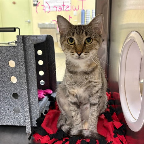 TWIZZLER, a cat for adoption from Lee County Domestic Animal Services