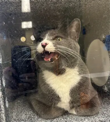 Nala - Domestic Short Hair