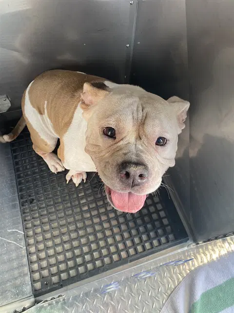 Dallas - Pit Bull Terrier