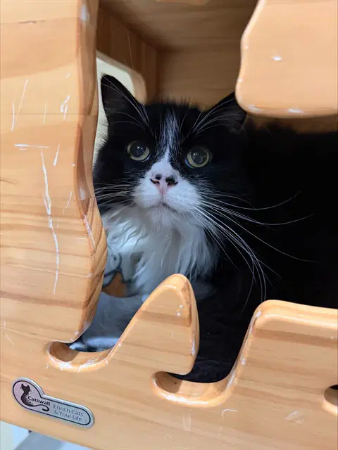 Squeaks - Domestic Long Hair