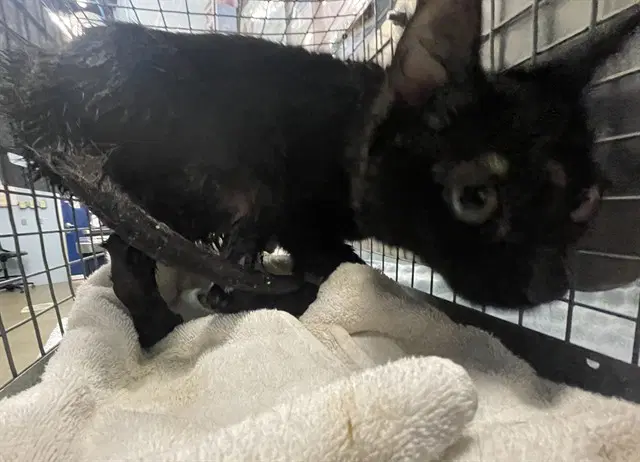 Delaney - Domestic Short Hair