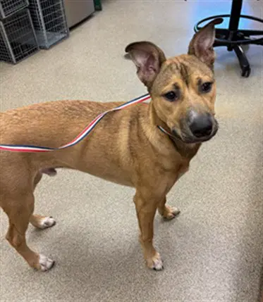 Skipper - Carolina Dog