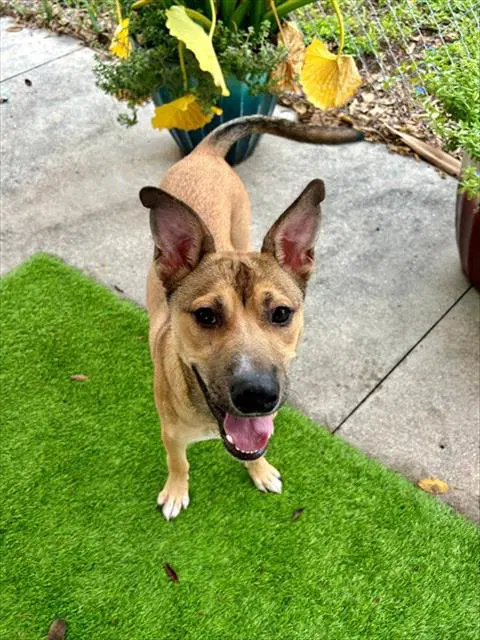 Skipper - Carolina Dog