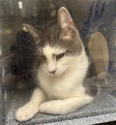 Simba - Domestic Short Hair