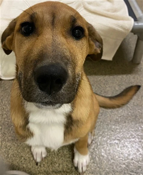 Nala