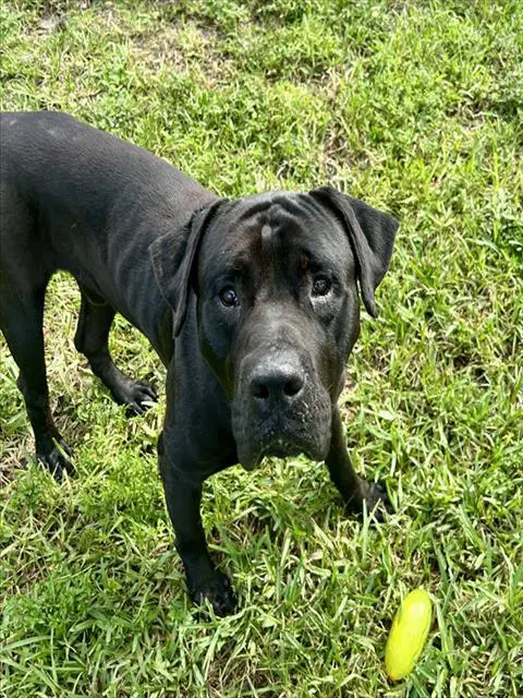 Dozer - Cane Corso Mastiff