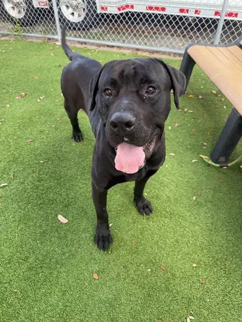 Dozer - Cane Corso Mastiff