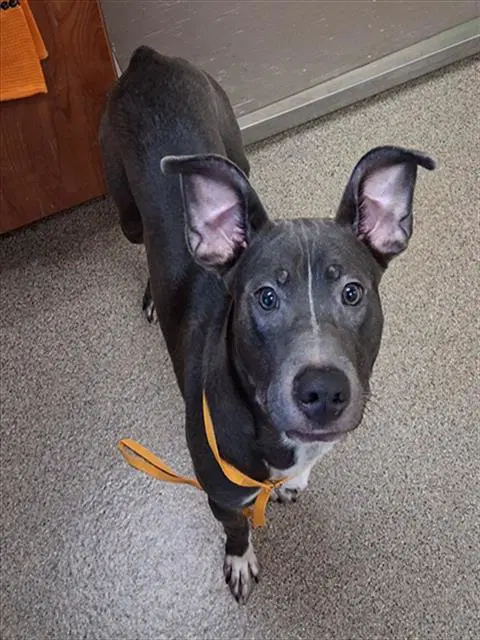 Josh - Pit Bull Terrier