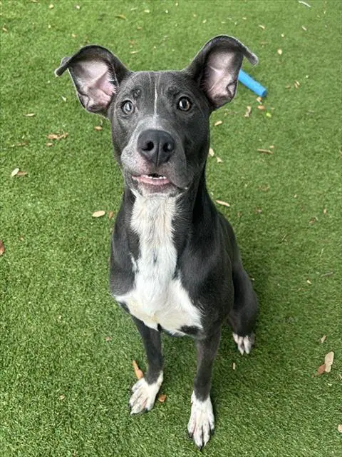 Josh - Pit Bull Terrier