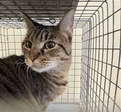 Maggie - Domestic Short Hair