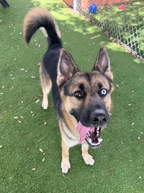 Zeus - German Shepherd Dog