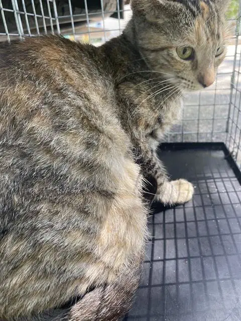 Petunia - Domestic Short Hair