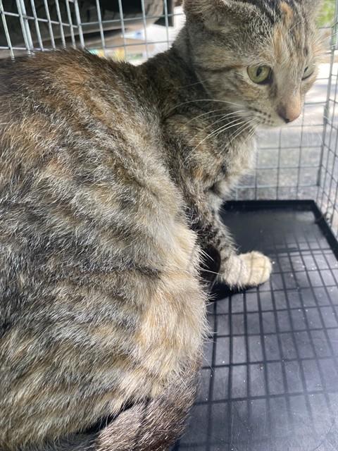 Petunia