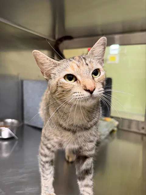 Petunia - Domestic Short Hair