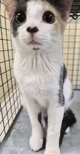 Prada - Domestic Short Hair