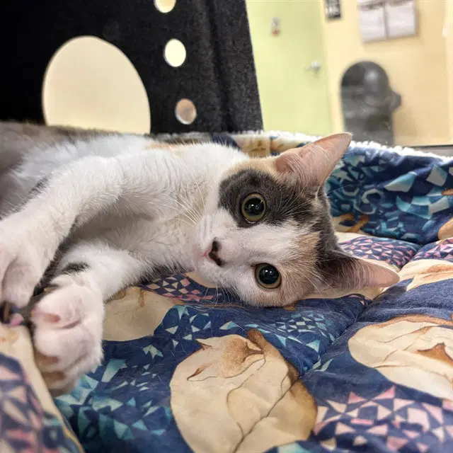 Prada - Domestic Short Hair