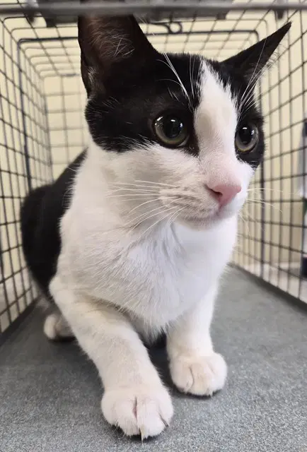 Birkin - Domestic Short Hair