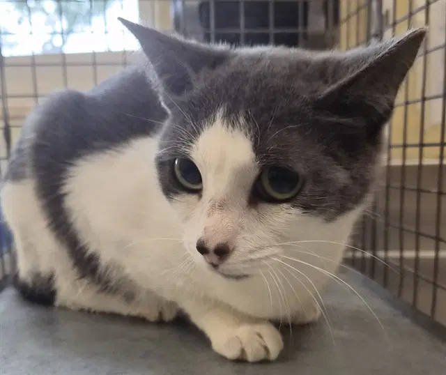Gucci - Domestic Short Hair