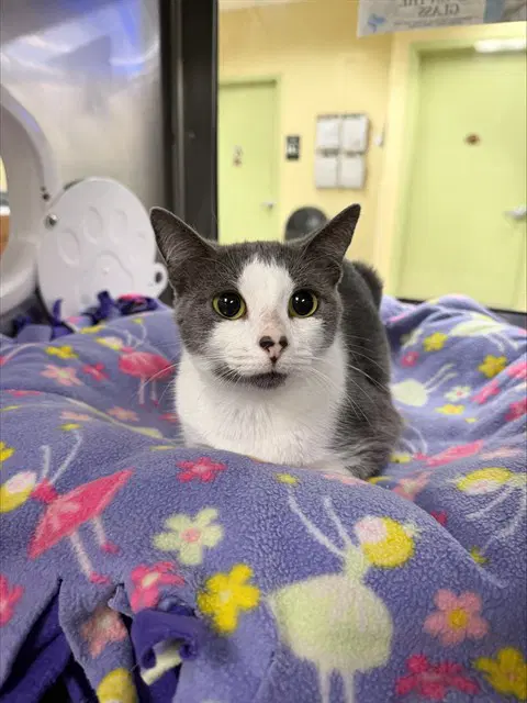 Gucci - Domestic Short Hair