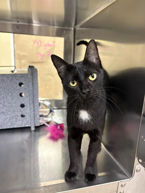 Onyx - Domestic Short Hair