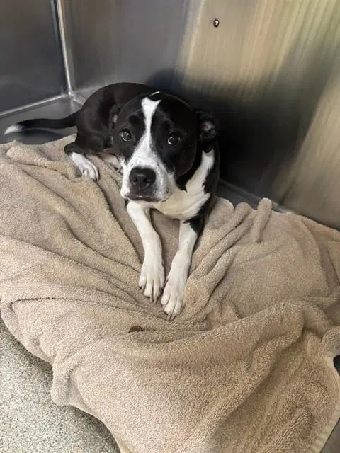 Piper - Pit Bull Terrier