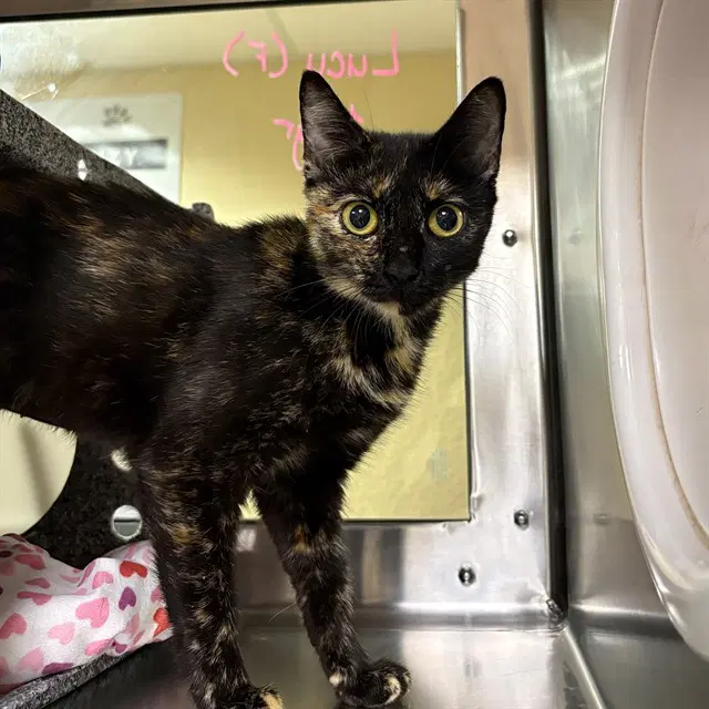 Lucy - Domestic Short Hair