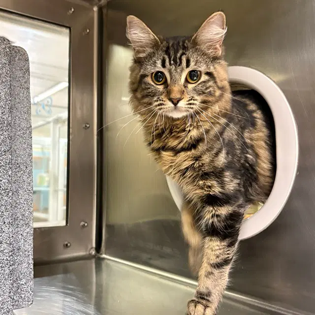 Cinnamon - Domestic Medium Hair