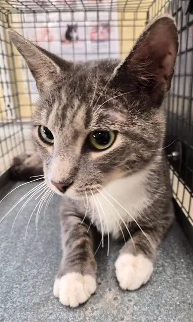 Marvin - Domestic Short Hair