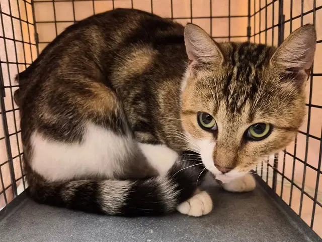 Raisin Swirl - Domestic Short Hair