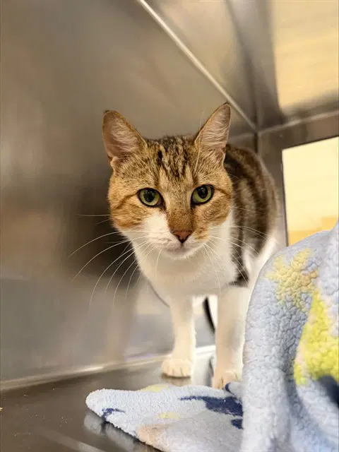 Raisin Swirl - Domestic Short Hair