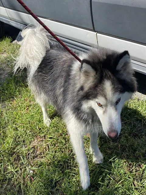 Deckland - Alaskan Malamute