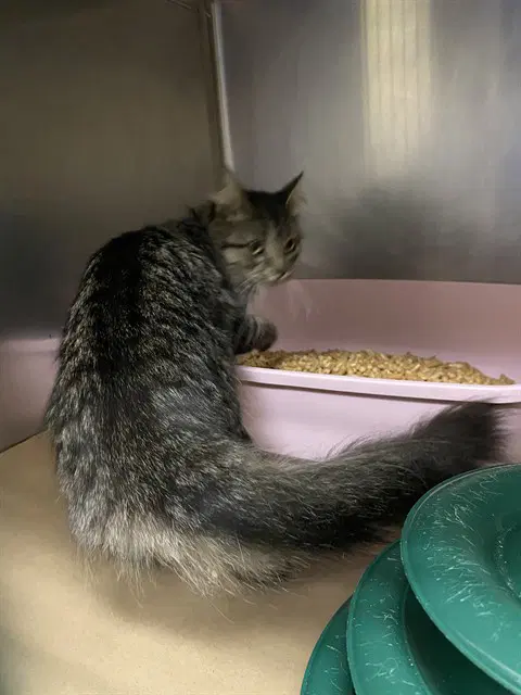 Violet - Domestic Medium Hair