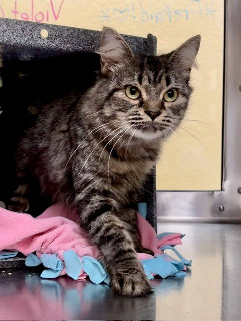 VIOLET, a cat for adoption from Lee County Domestic Animal Services