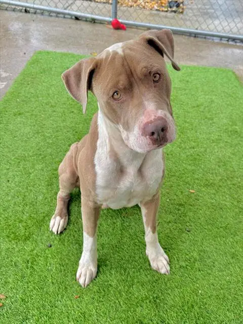Petey - American Bulldog