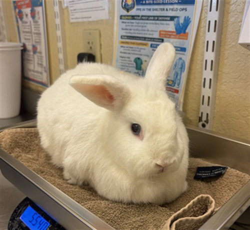 BLUEBERRY, a rabbit for adoption from Lee County Domestic Animal Services