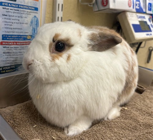 JASMINE, a rabbit for adoption from Lee County Domestic Animal Services